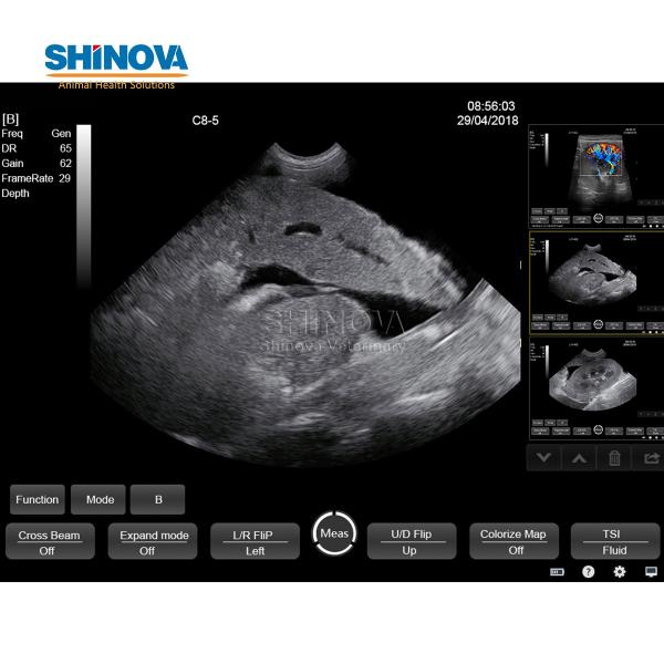 Touch Color Doppler Ultrasound Scanner System