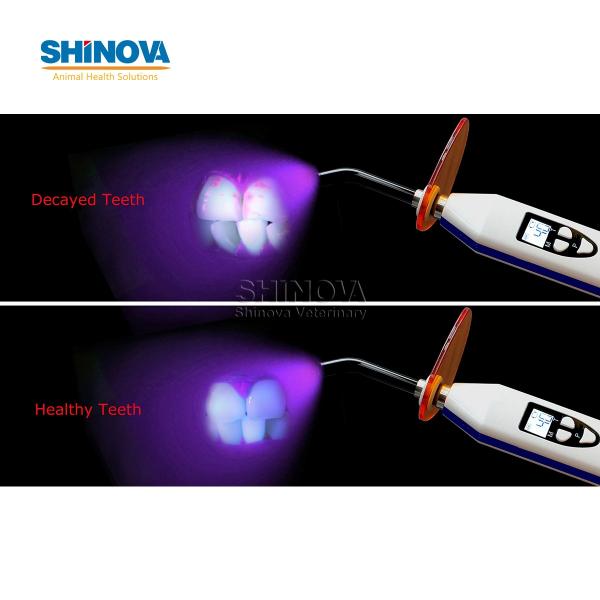 Veterinary Curing Light